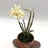 dendrobium moniliforme kimaru 